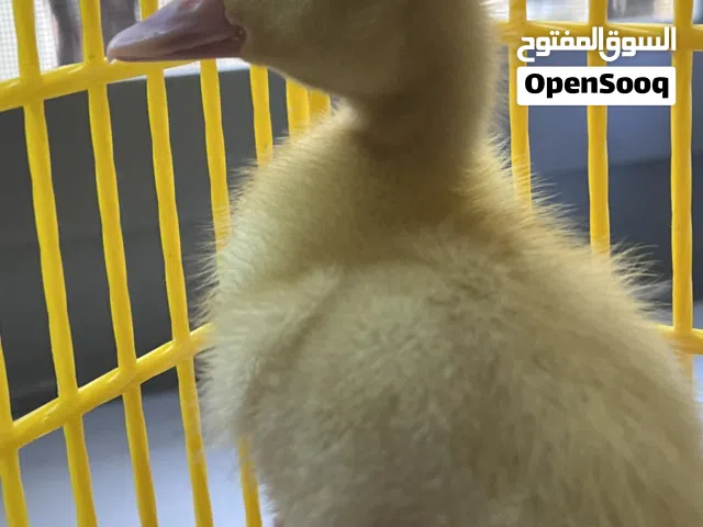 بطة صغيرة الحجم