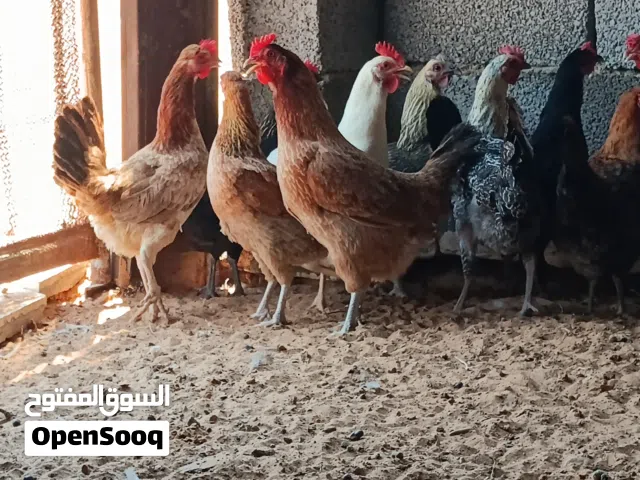 دجاج عربي....