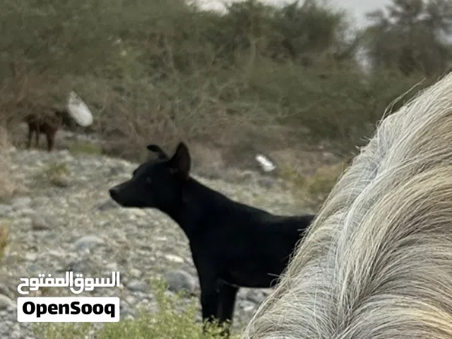 لبيع كلب حراسه اغنام