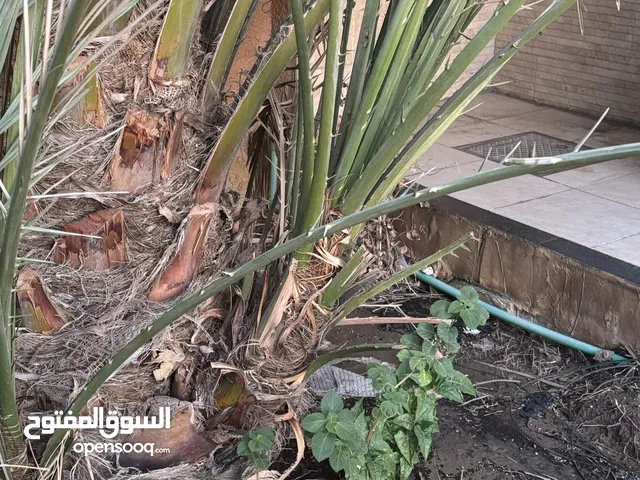 افروخ نخل برحي زراعه نسيجيه العدد 2