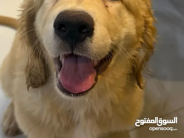 كلب جولدن مستورد للبيع