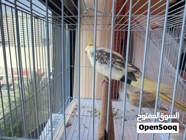 Yellow Cockatiel, 8 Months
