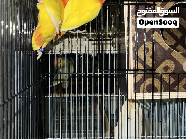 Fisher ready for breeding and hand feed available