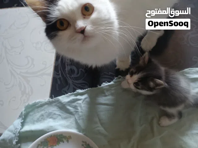 قطة شيرازي للتبني