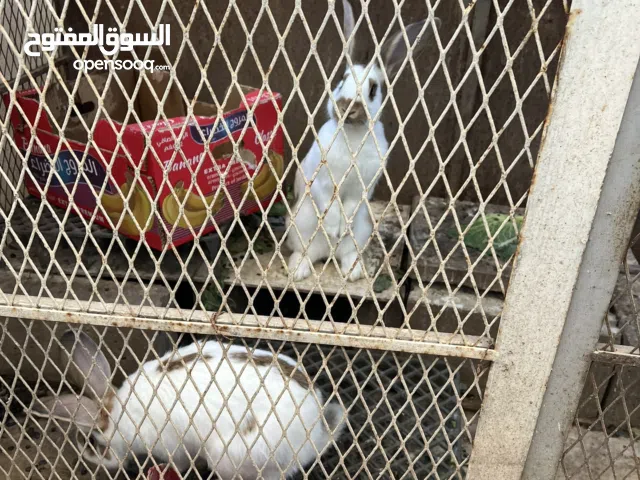 للبيع جوز ارانب بابيون