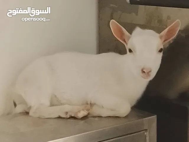 ماعز حجم صغير عمر شهر