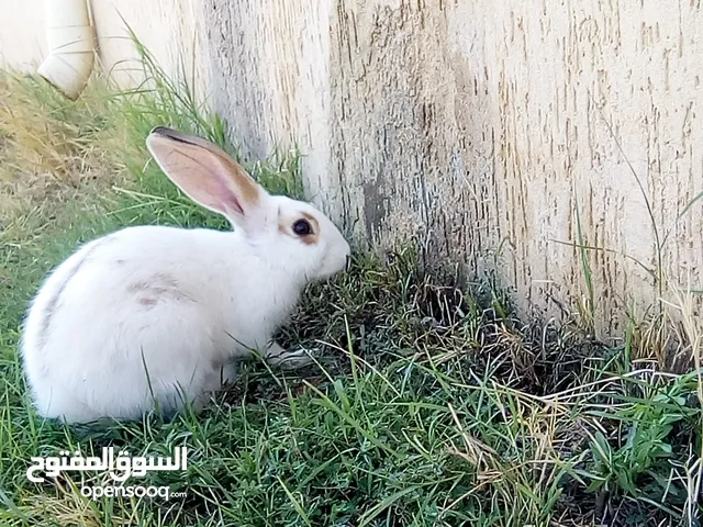 ارانب فراشه ربي يبارك السعر40العمر 3شهور