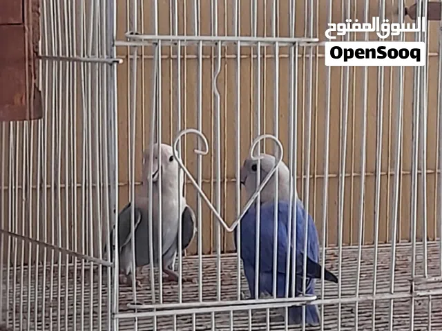 للبيع زوج لاف بيرد
