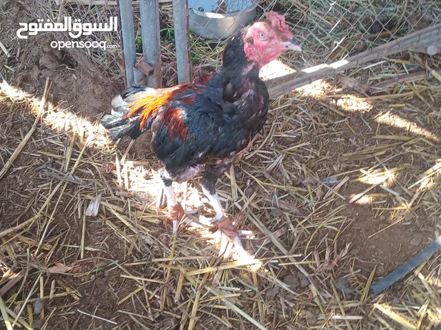 شامو ألماني