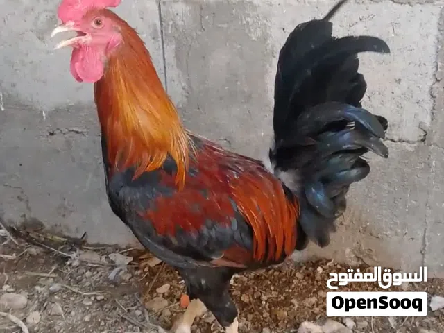 السلام عليكم متاح دجاج وديوجة اعمار مختلفة