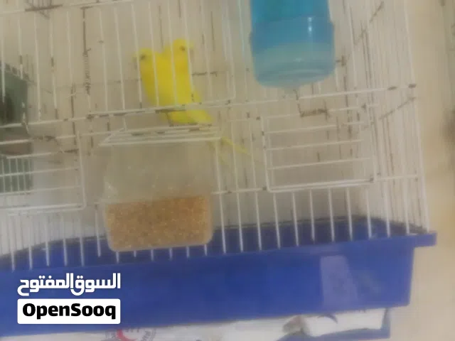 عصافير حب حبات كبيره وشغال جوزها على 15