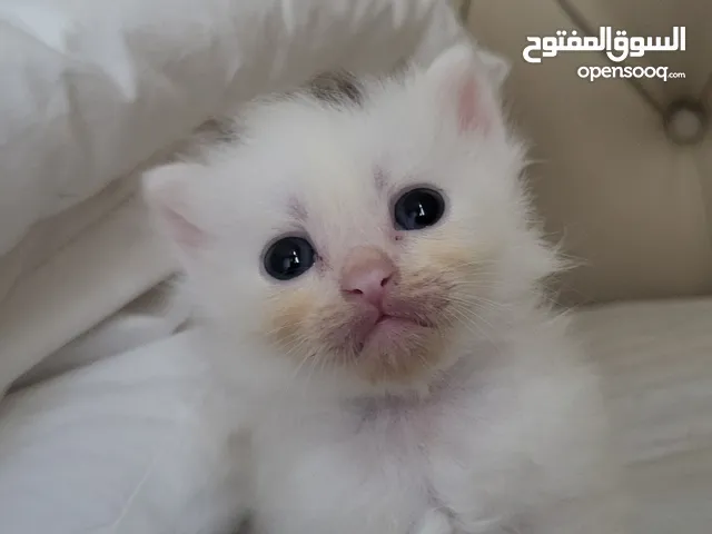 white persian kitten