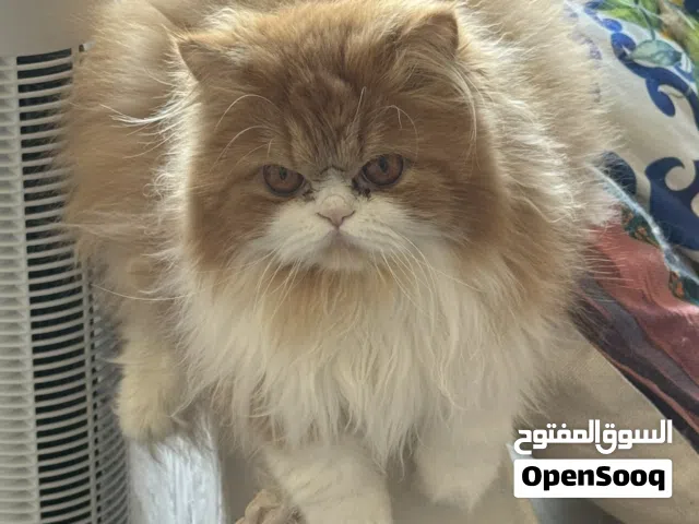 Persian 1 year old 300sar ( vaccinated & neutered)