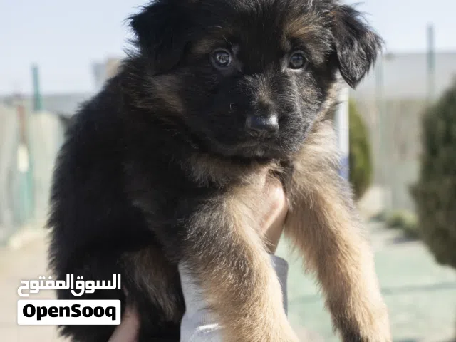 سيبل و شو لاين German shepherd puppies