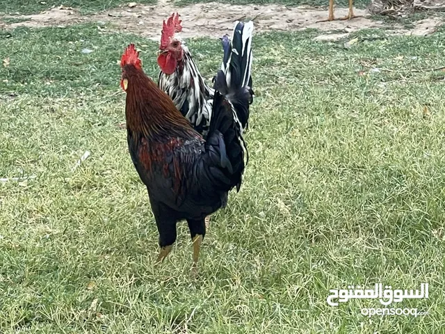 ديوجه للبيع