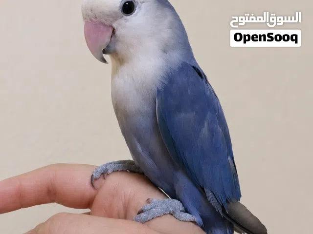 روز اليف مناسب أطفال