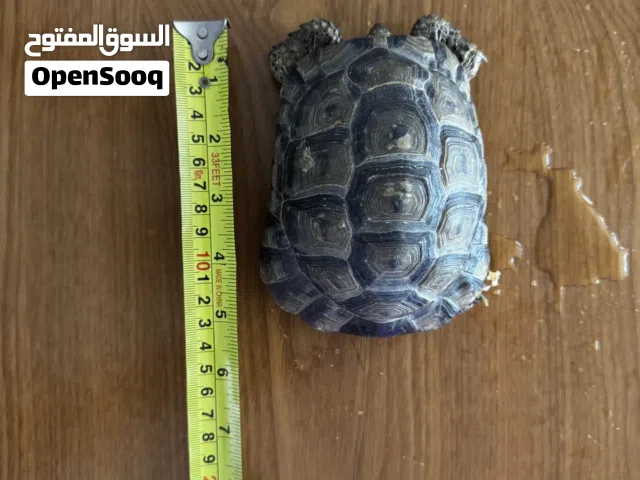 السلحفاة اليونانية البرية للبيع. Greek Tortoise - for sale