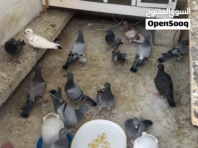 للبيع حمام زاجل عمارهم شهر