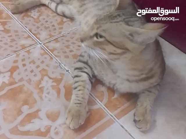 قطه للبيع