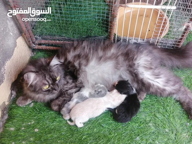 قطه مع اولادها