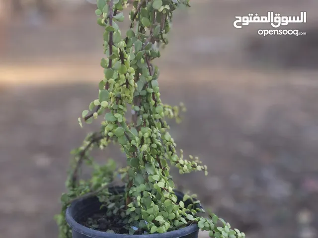 جميع انواع الورد