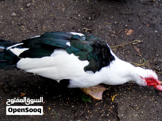 بط للبيع مشكل تركي وعناقي وبكيني