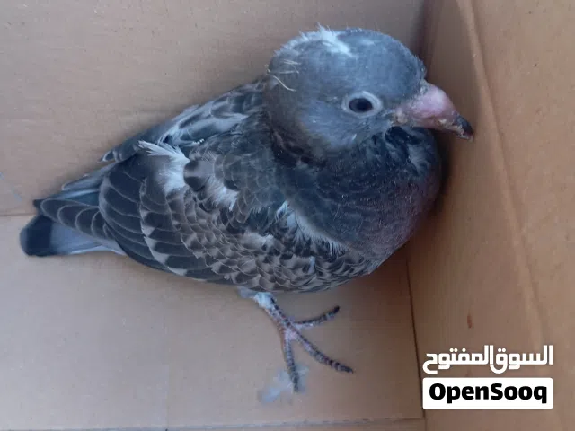 حمامة للتبني نبو واحد يربي حمام يعتني فيها