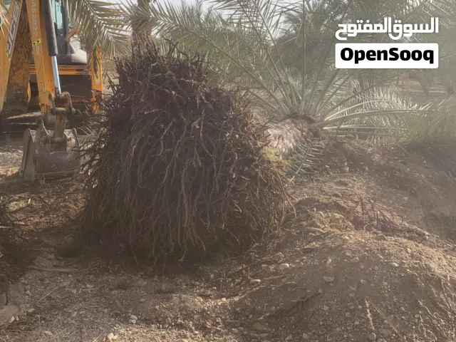 نخيل للبيع – جودة عالية وجاهزة للزراعة