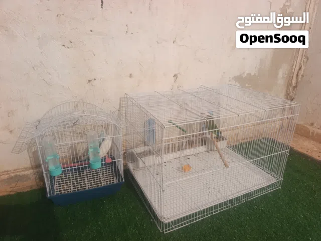 طيور للبيع أقرى وصف فيتشر ذكر لون محير انثى لون سماوي خفيف وابيض فوق الراس وردي معاهن زوج بادجي