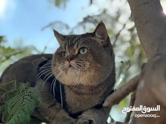 مطلوب أنثى للتزاوج مستوى عالي