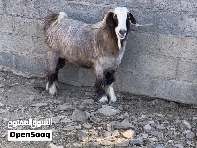 للبيع ما شاء الله تيس سعيدي جبالي أصل مد و شور وإنتاجه ممتاز