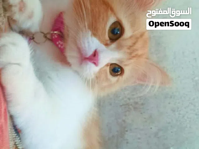 انثي للتبني عمر 4 شهور