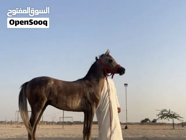 فلو البيع بلدي