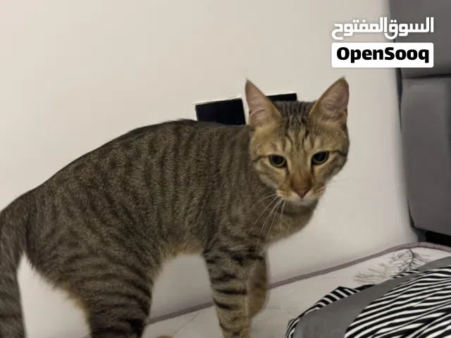 قطو ذكر تابي معقم للتبني