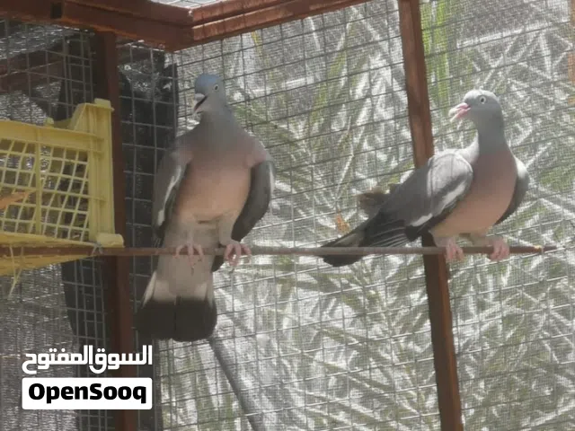 زوج غفغاف منتج