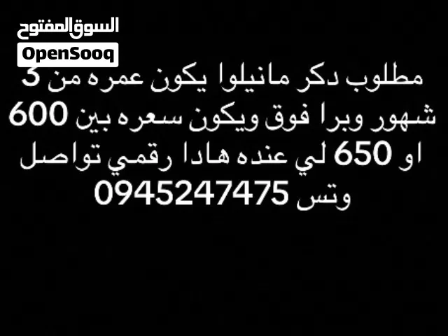 مطلوب كلب مانيولوا عمره يكون من 3 شهور وبرا فوق ويكون دكر ويكون سعرها 600 او 650