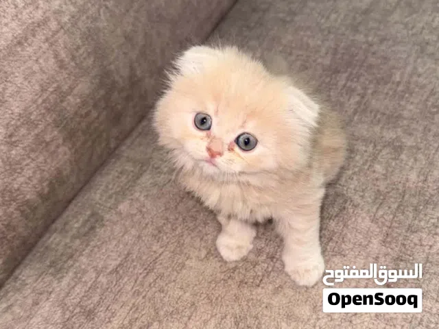 قطط سكوتش فولد صغار للبيع