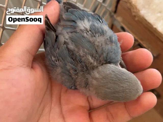 فرخ روز للبيع السعر على السوم