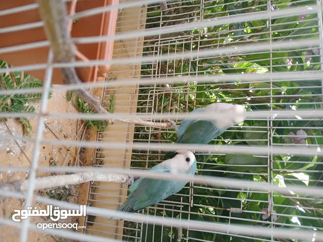 قوبيه روز مكان جنزور
