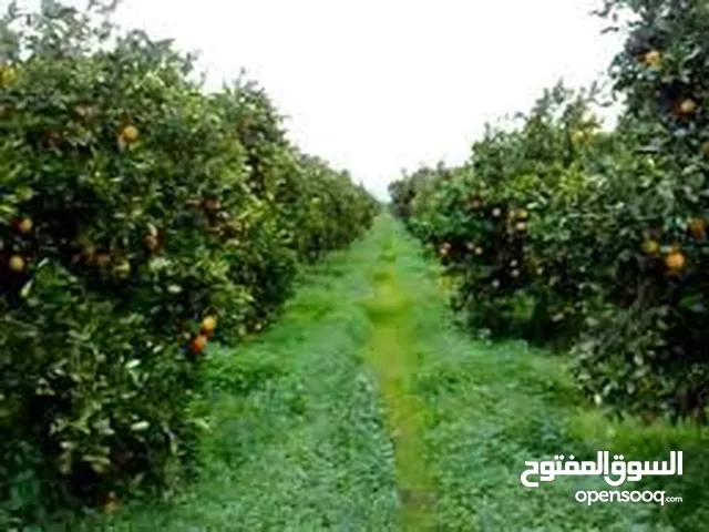 مزرعه حمضيات للبيع 20 دونم الأغوار الشمالية . المنشيه 20حوض 7