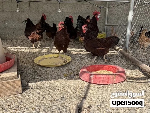 دجاج الفرنسي العسلي الاصل