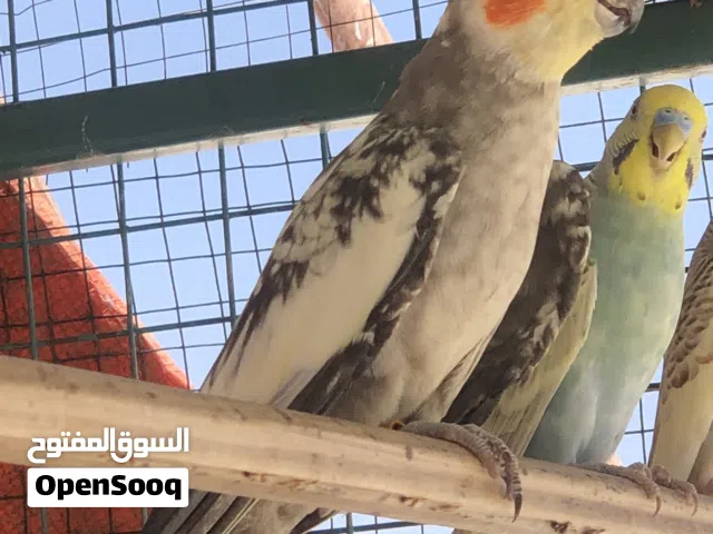 للبيع ذكر كوكتيل منتج
