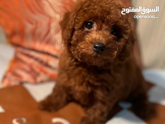 Toy Poodle Available