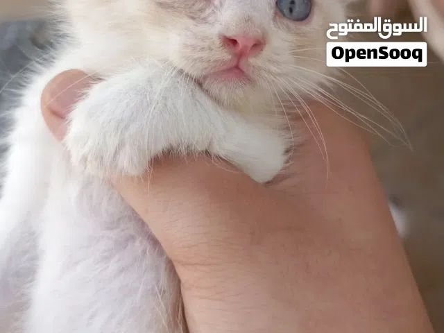 سكوتش لون مميز