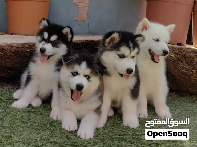 كلاب هاسكي جراوي