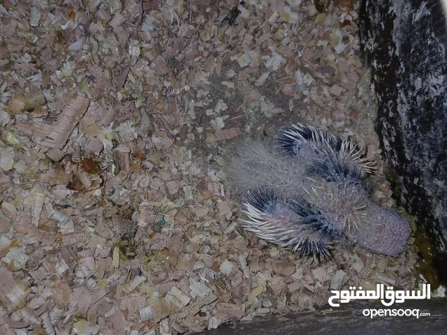 فرخ كوكتيل