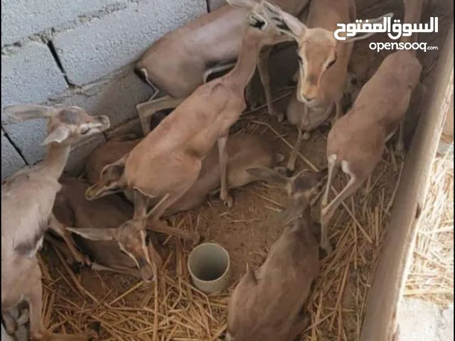 يوجد لدينا غزلان