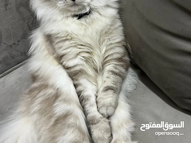 قط شيرازي ذكر وانثى