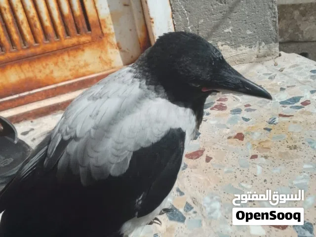 غراب مخلف