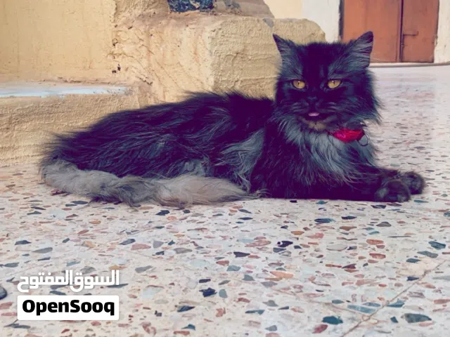 قط انتى للبيع لونه ربي يبارك اعلى سعر قط مهجن فارسي وشرازي فصيله ربي يبارك المكان سواني سيمافرر رمله